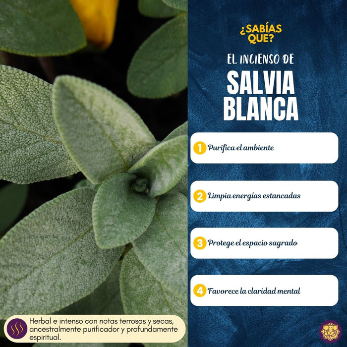 Incienso Popular Salvia Blanca